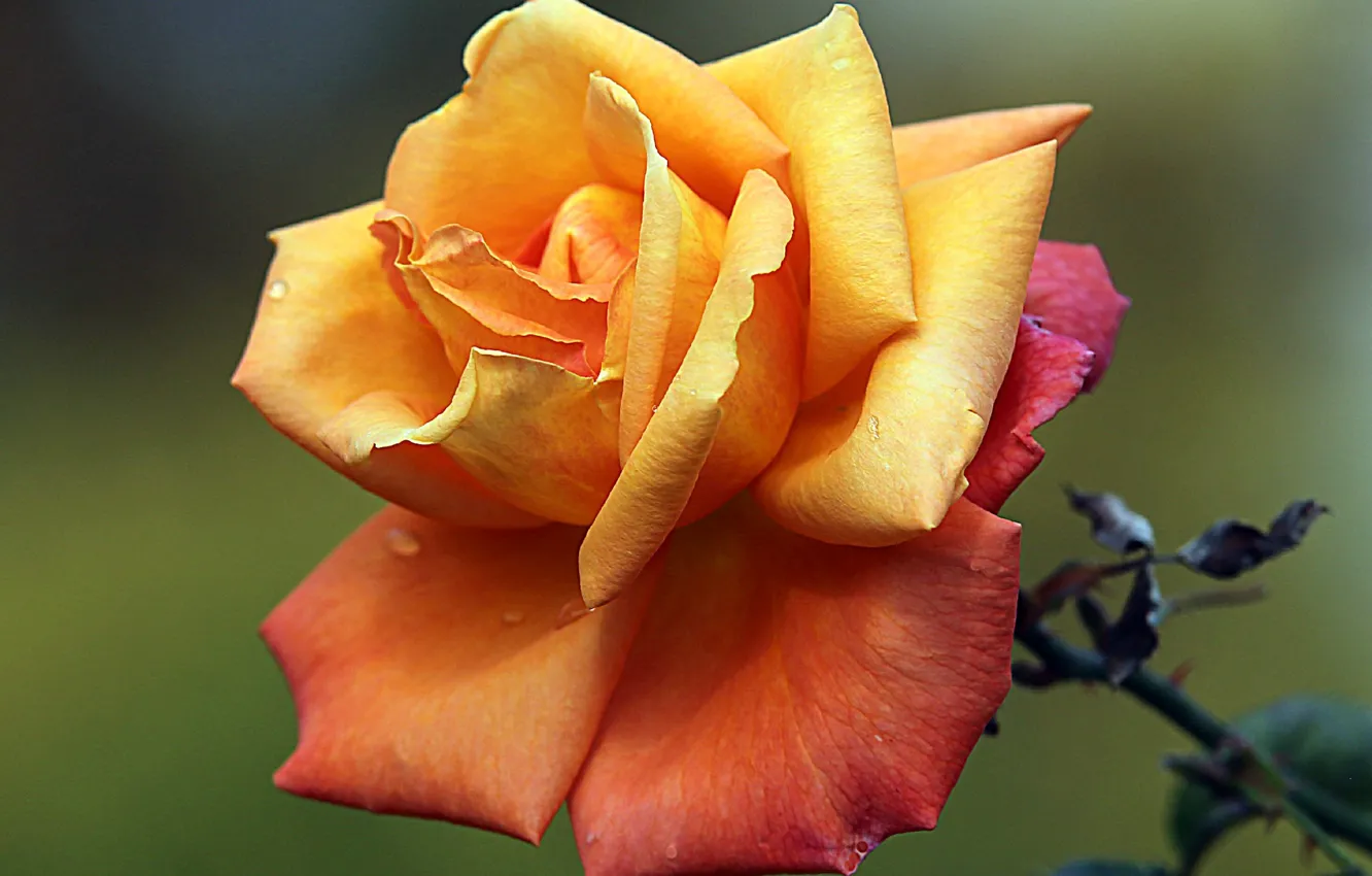 Фото обои капли, макро, роса, роза, лепестки, бутон