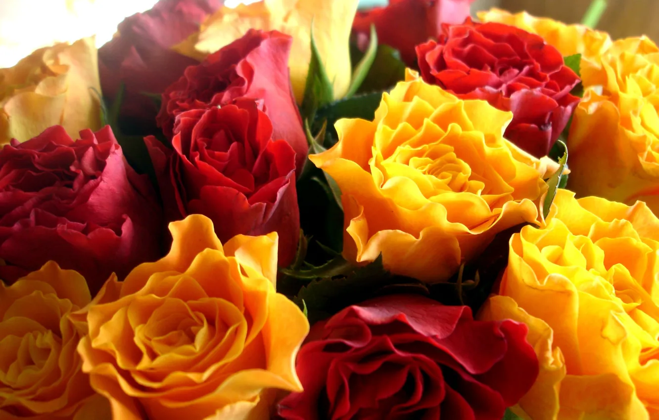 Фото обои листья, желтый, красный, розы, розочки
