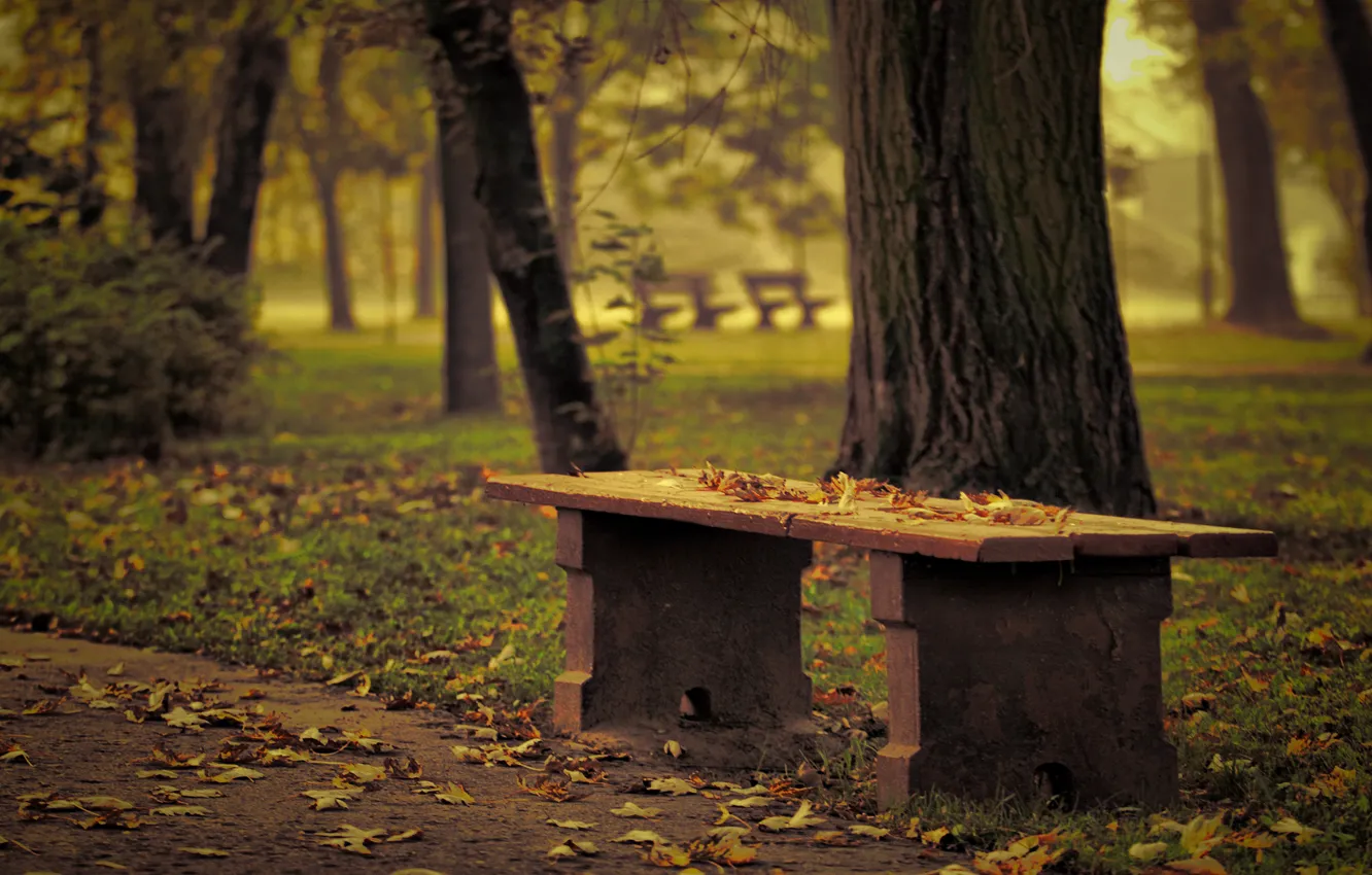 Фото обои осень, деревья, парк, фокус, размытость, эффект, скамья, опавшие листья