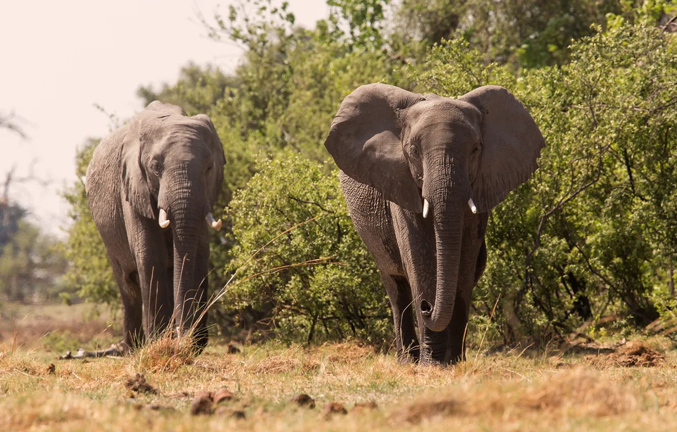 Фото обои слон, большой, красивый, хобот