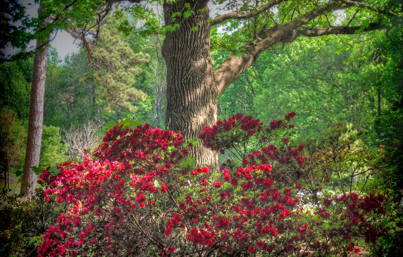 Фото обои деревья, цветы, США, кусты, рододендрон, Honor Heights Park