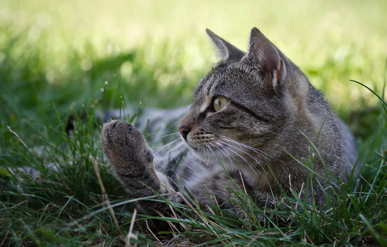 Фото обои кошка, трава, кот, серый, профиль