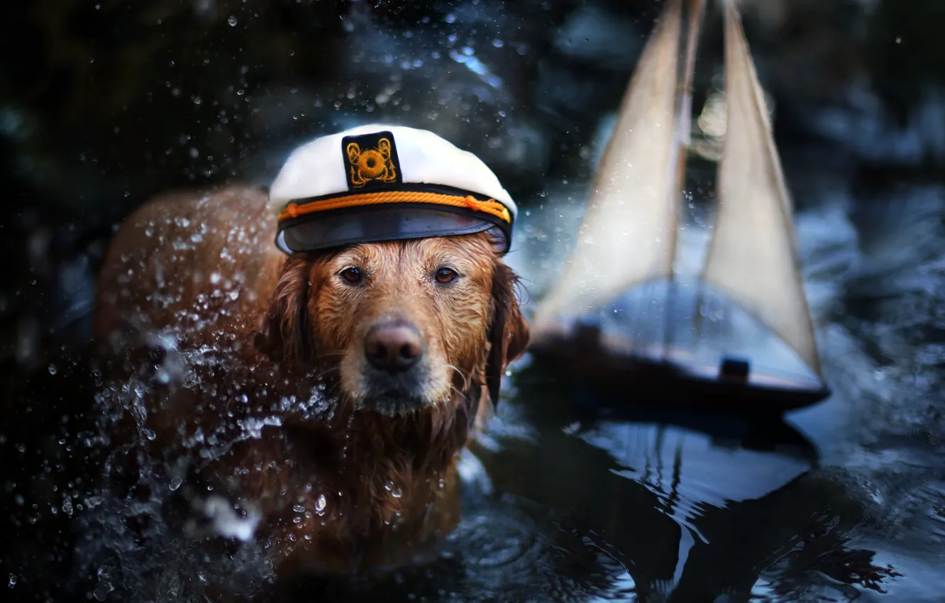 Фото обои вода, брызги, животное, собака, кораблик, фуражка, пёс, ретривер