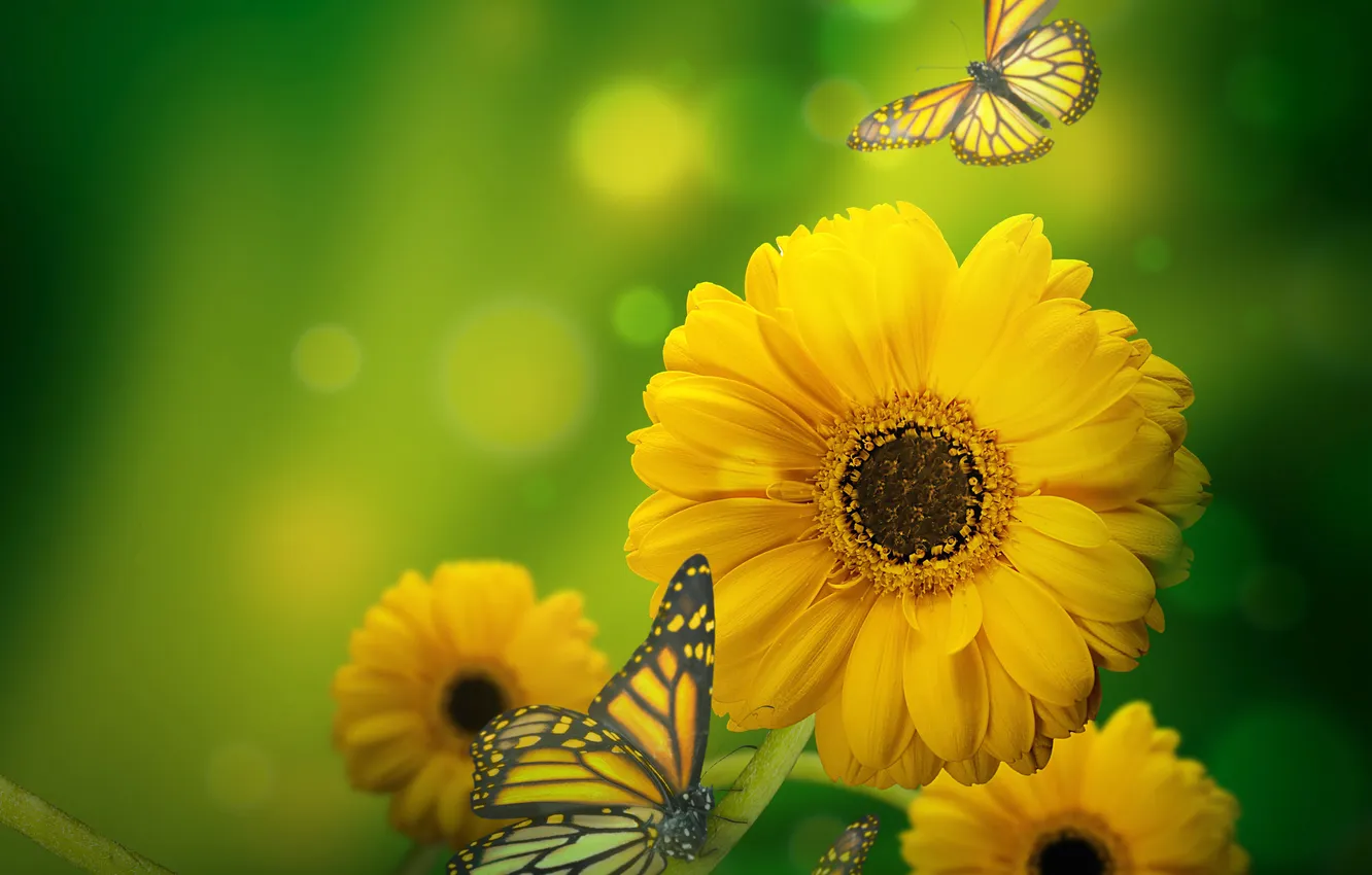 Фото обои бабочки, цветы, блики, желтые, зеленый фон