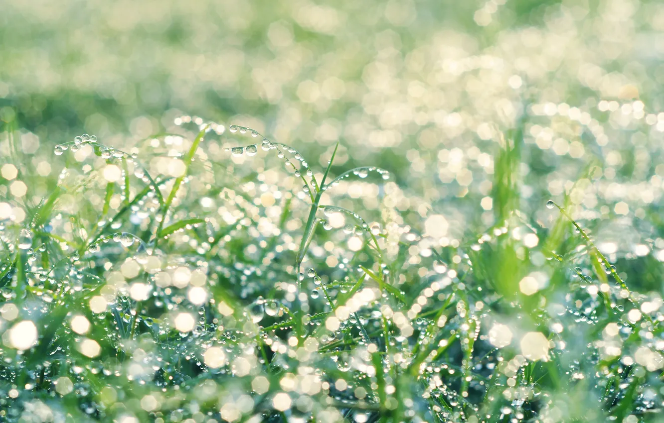 Фото обои трава, капли, роса