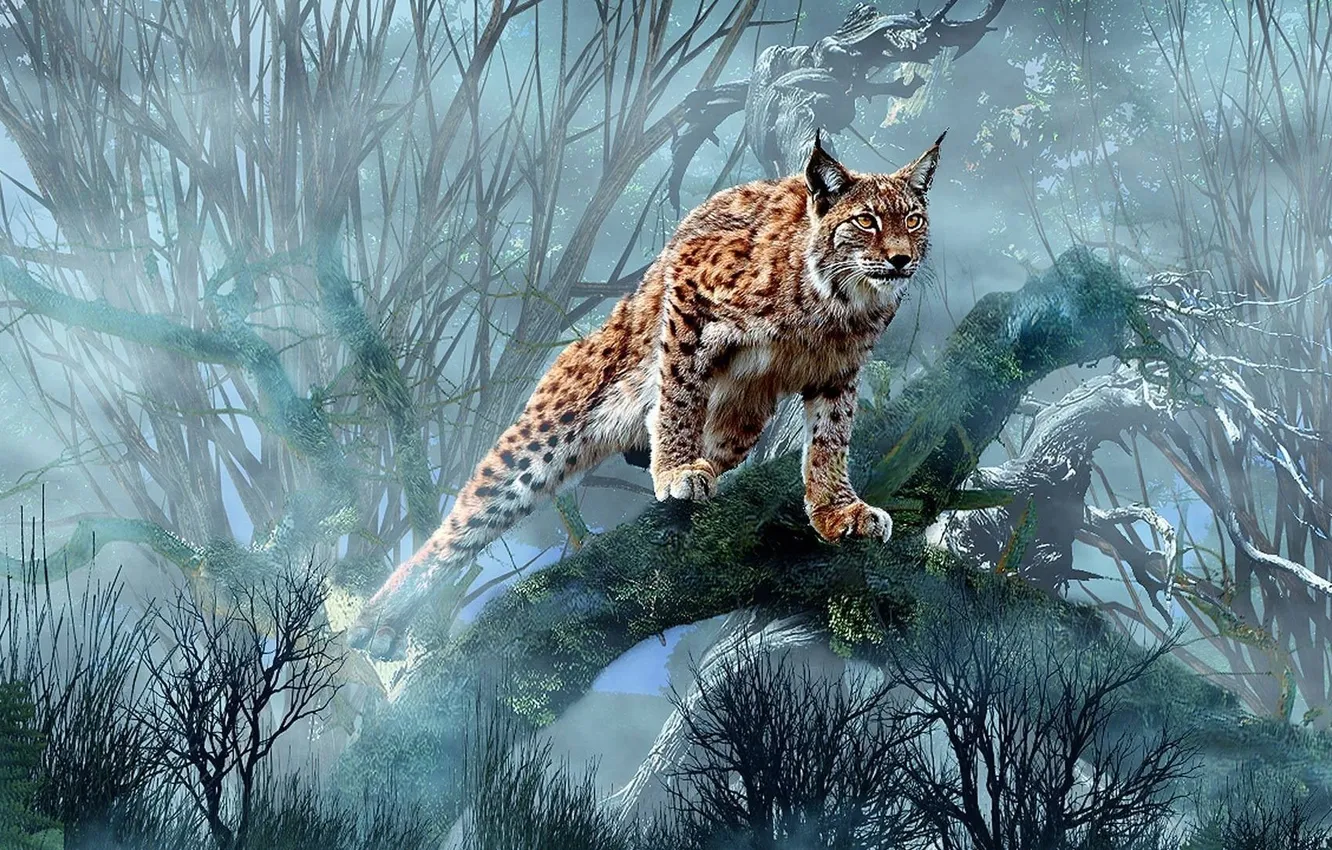Фото обои cat, predator, bobcat