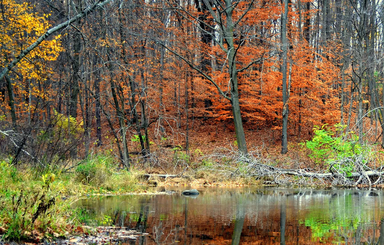 Фото обои осень, лес, деревья, пруд, отражение
