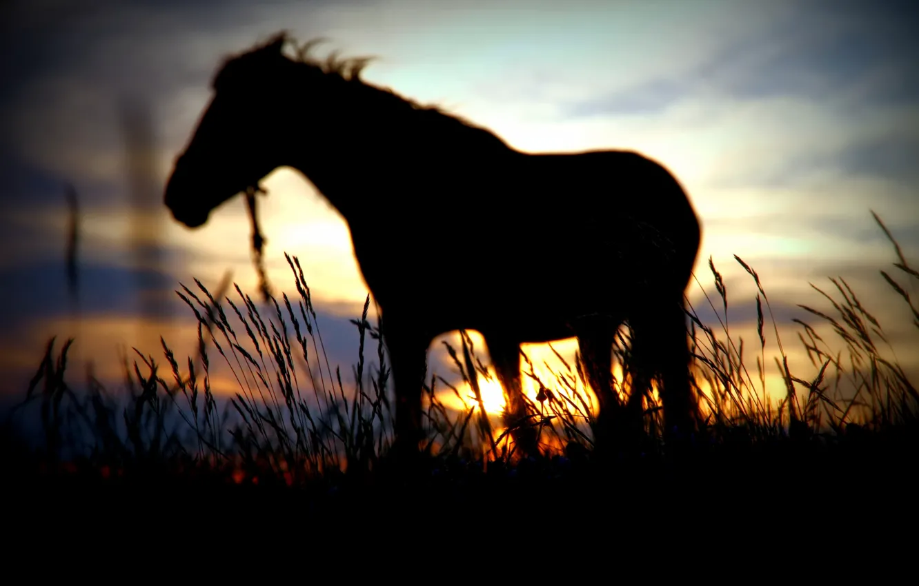 Фото обои солнце, закат, лошадь, размытие, силуэт