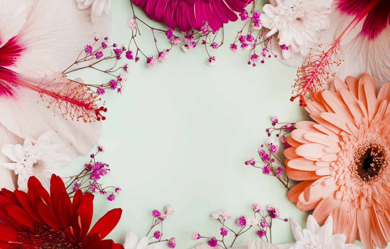 Фото обои цветы, фон, colorful, розовые, герберы, pink, flowers, purple