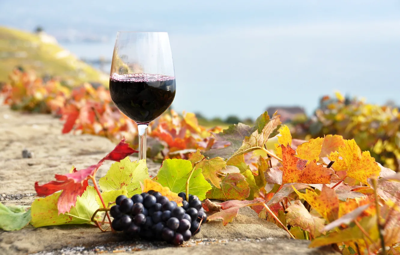 Фото обои осень, листья, вино, красное, бокал, виноград, виноградники