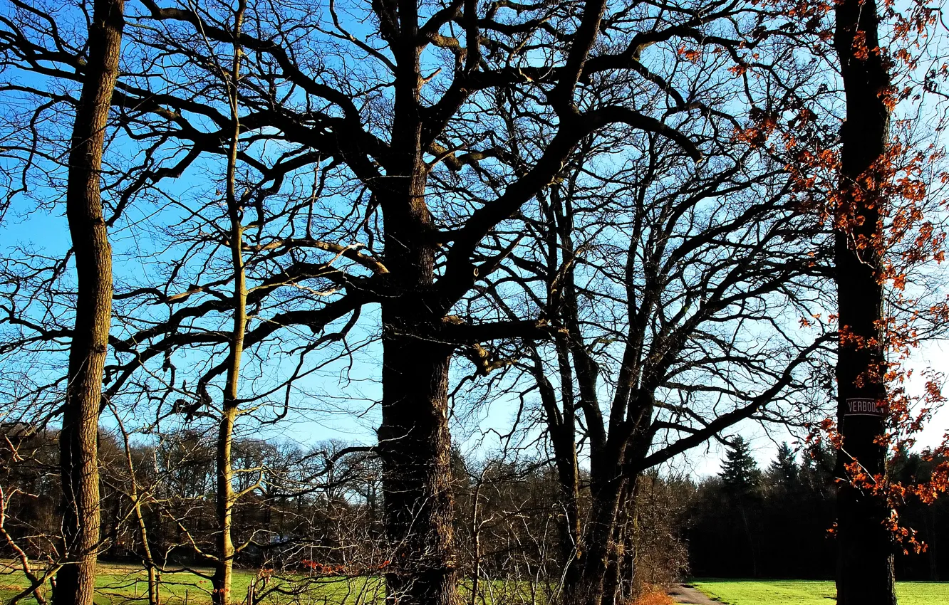 Фото обои поле, осень, дорожка, trees, field, autumn, path