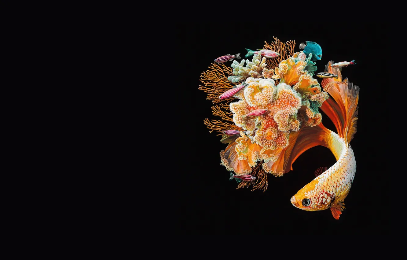 Фото обои рыбка, арт, риф, коралл, Lisa Ericson