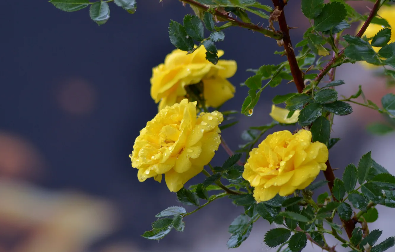 Фото обои капли, природа, дождь, розы, красота, весна, nadya-kornilova80