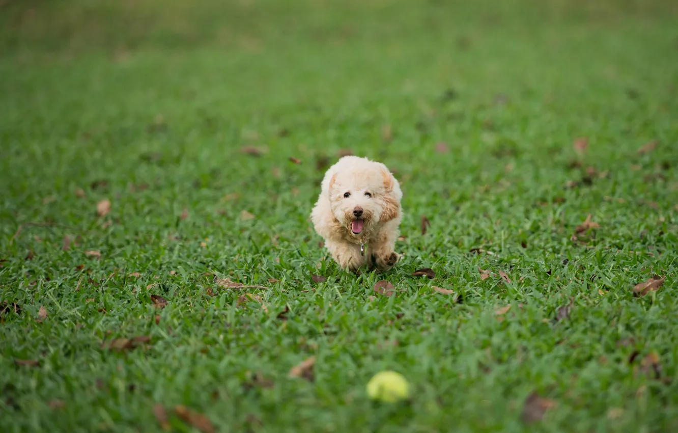 Фото обои трава, газон, игра, мяч, собака, бег
