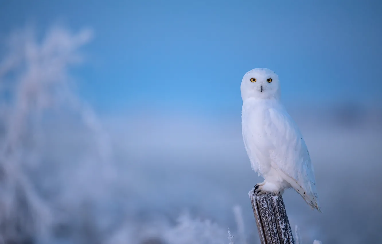 Фото обои зима, иней, сова, птица, столб, голубой фон, полярная, полярная сова