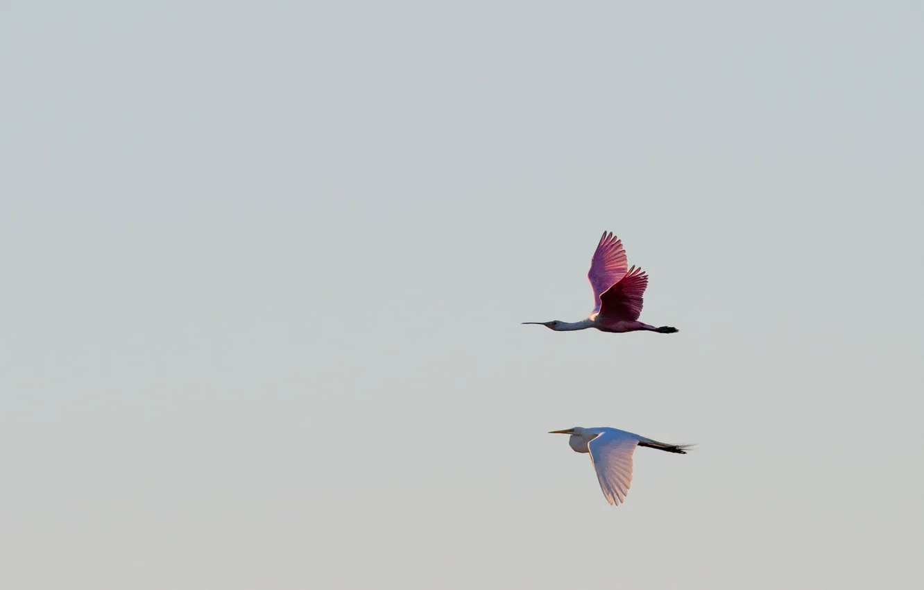 Фото обои flight, wildlife, spoonbill, egret