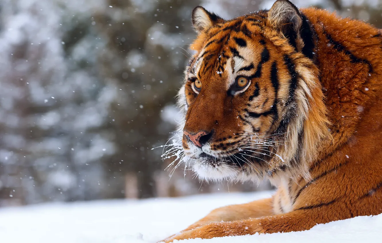 Фото обои зима, снег, тигр, большая кошка