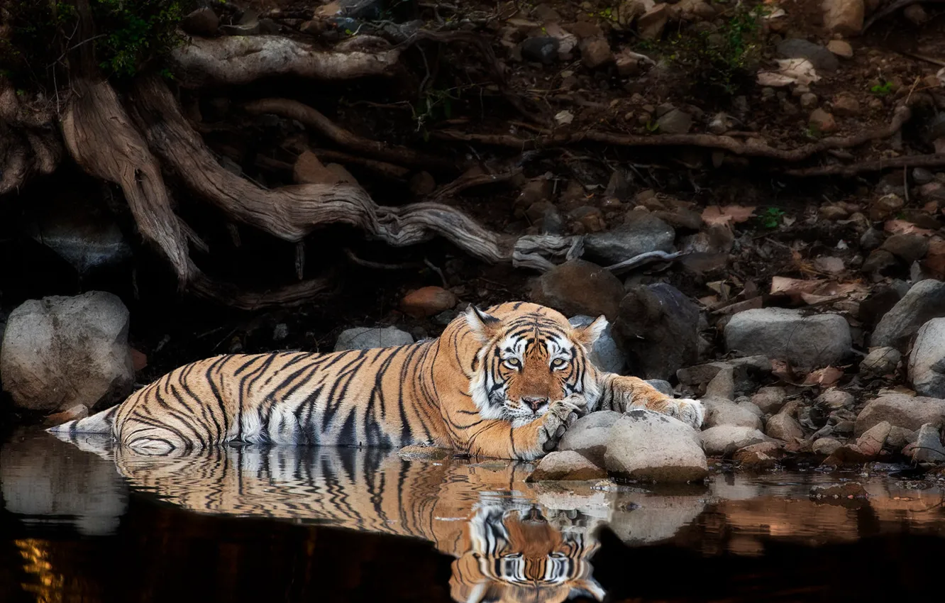 Фото обои взгляд, вода, тигр, корни, отражение, камни, отдых, дикая кошка