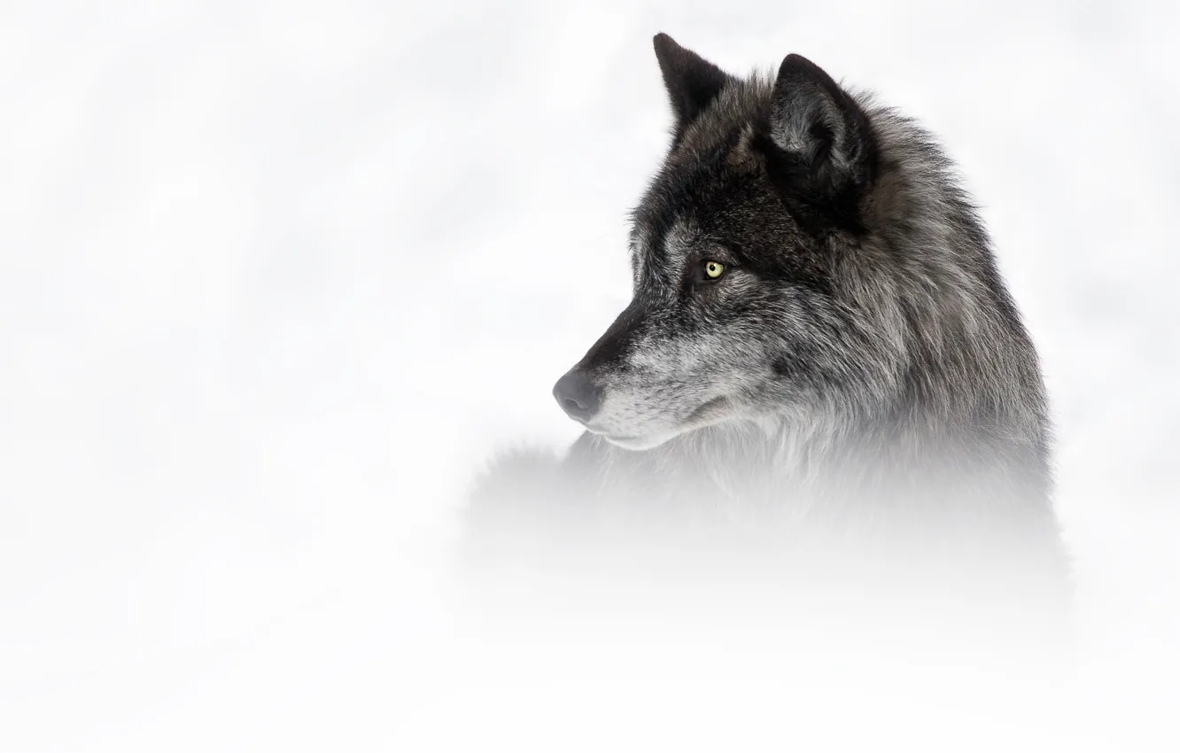 Фото обои зима, взгляд, морда, снег, серый, черный, волк, портрет