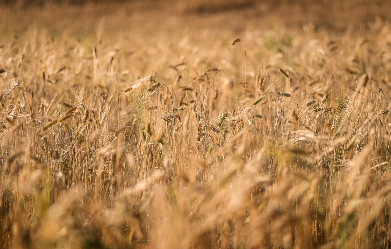 Фото обои Finland, Field, Barley