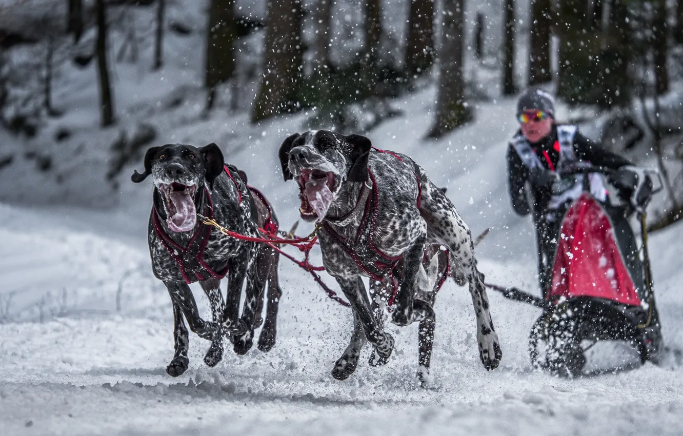 Фото обои собаки, фон, гонка, спорт