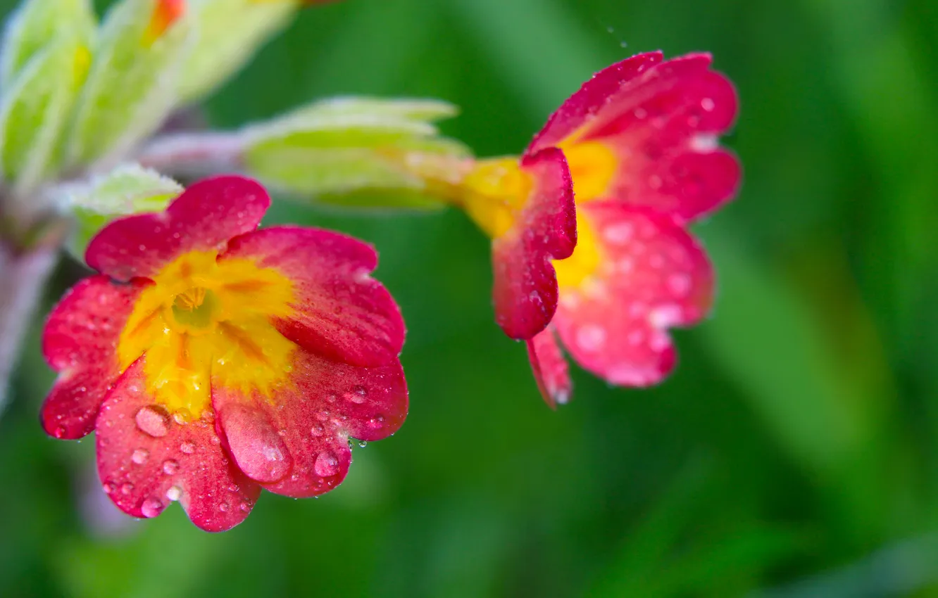 Фото обои flower, spring, primroses, blooming