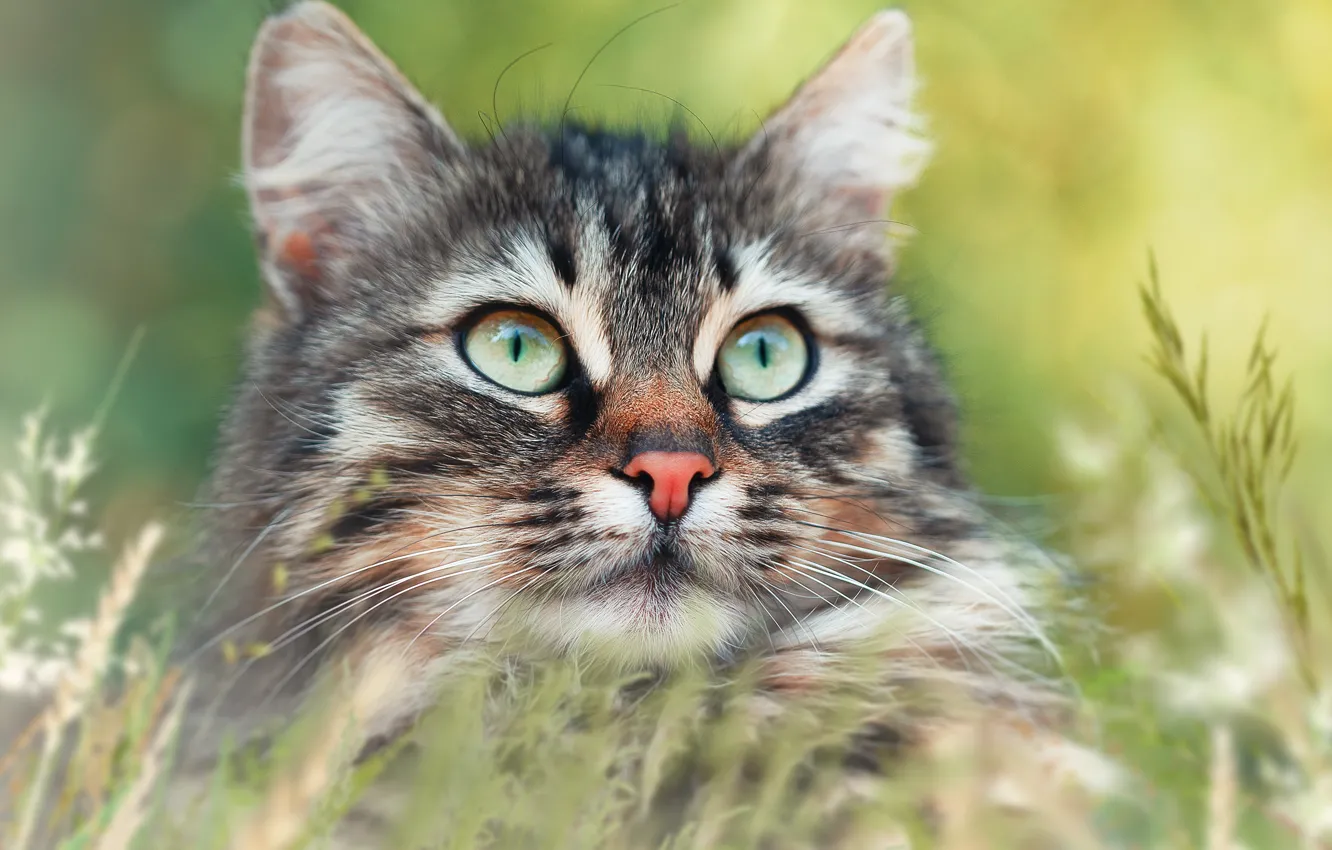 Фото обои кошка, трава, кот, портрет, мордочка, боке, котейка
