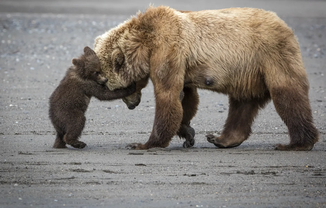 Фото обои медведь, медведи, мама, медведица, обнимает, медвеженок