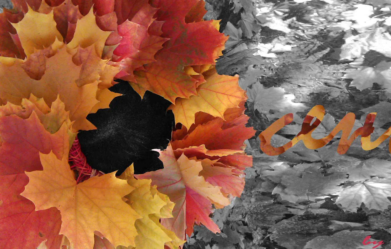 Фото обои листья, природа, Осень, опавшие