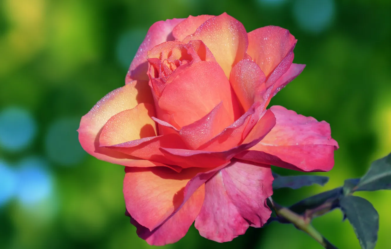 Фото обои цветок, капли, макро, роса, розовая, роза, бутон, лососевая