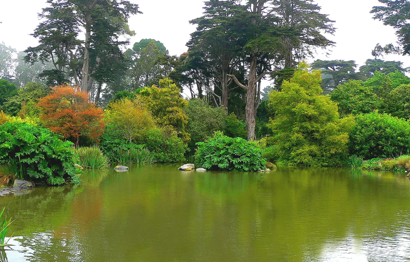 Фото обои деревья, пруд, парк, San Francisco, ботанический сад, Botanical Garden, Golden Gate Park
