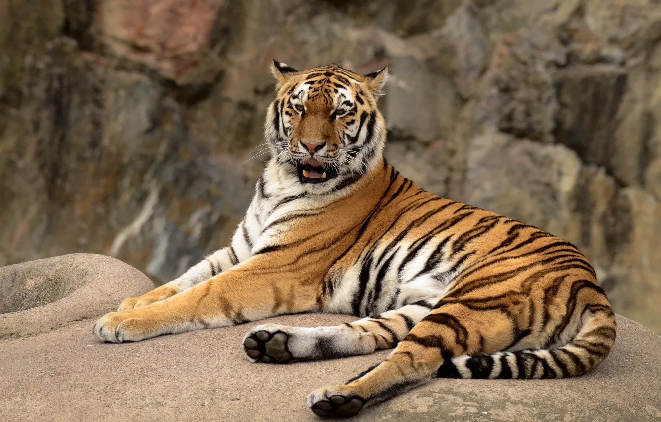 Фото обои тигр, камни, скалы, отдых, лежит