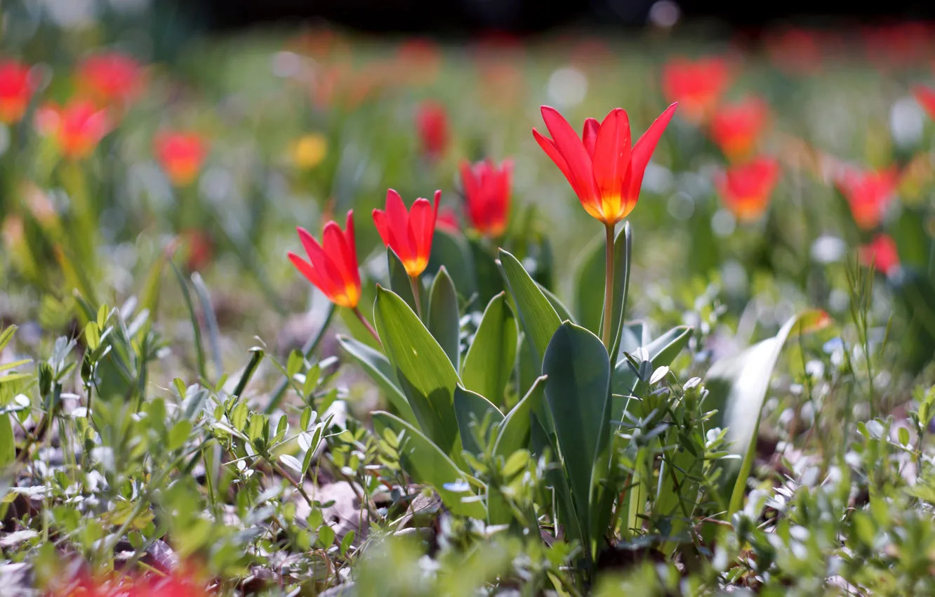 Фото обои свет, цветы, весна, тюльпаны, красные, клумба, боке