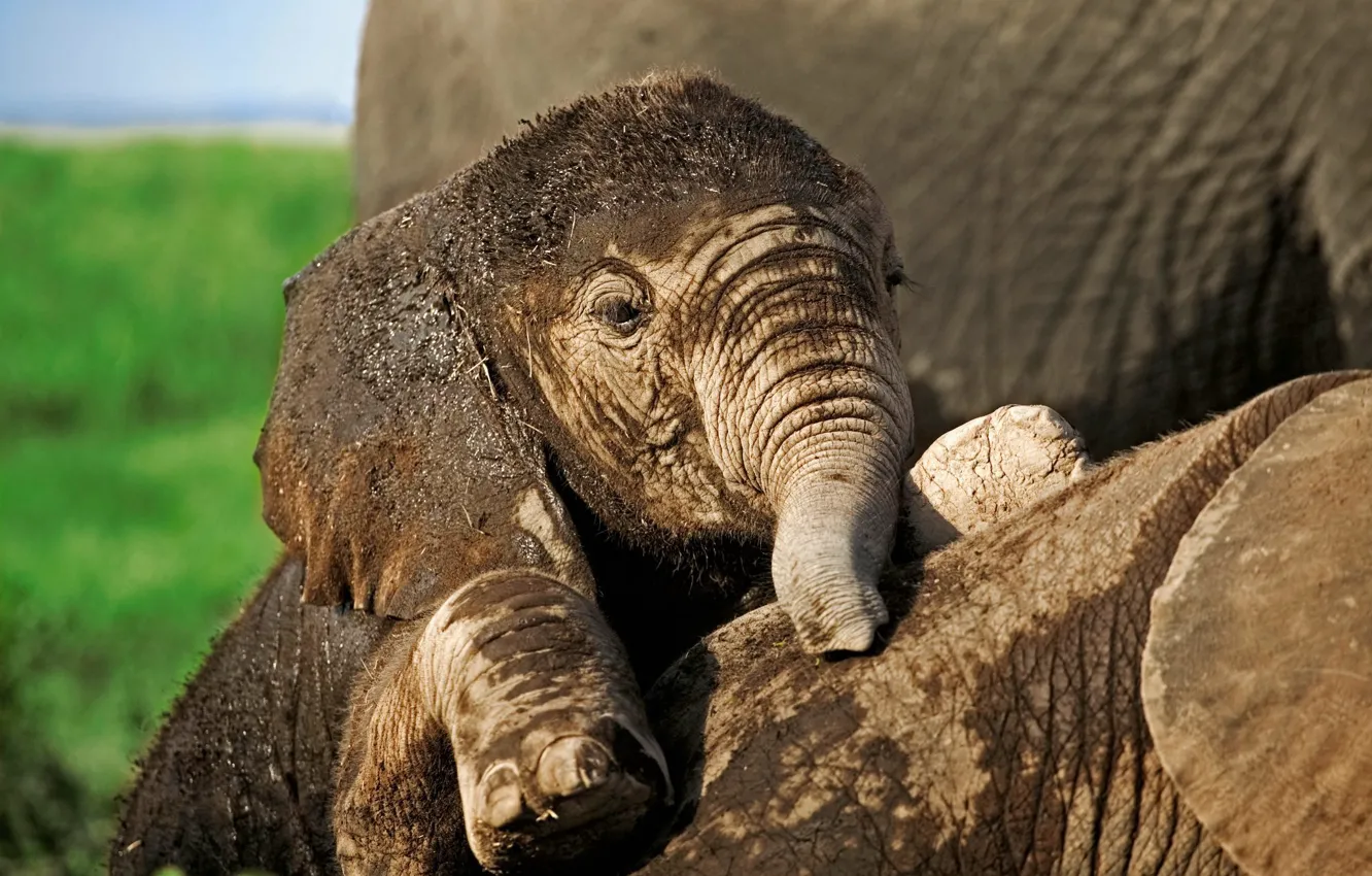 Фото обои Africa, WWF, Elephant, Baby Elephant