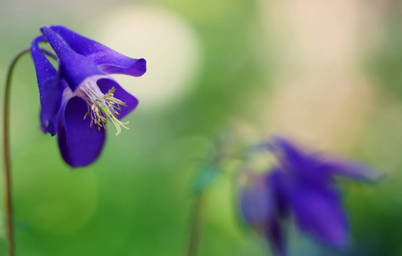Фото обои макро, цветы, природа, Purple Columbines
