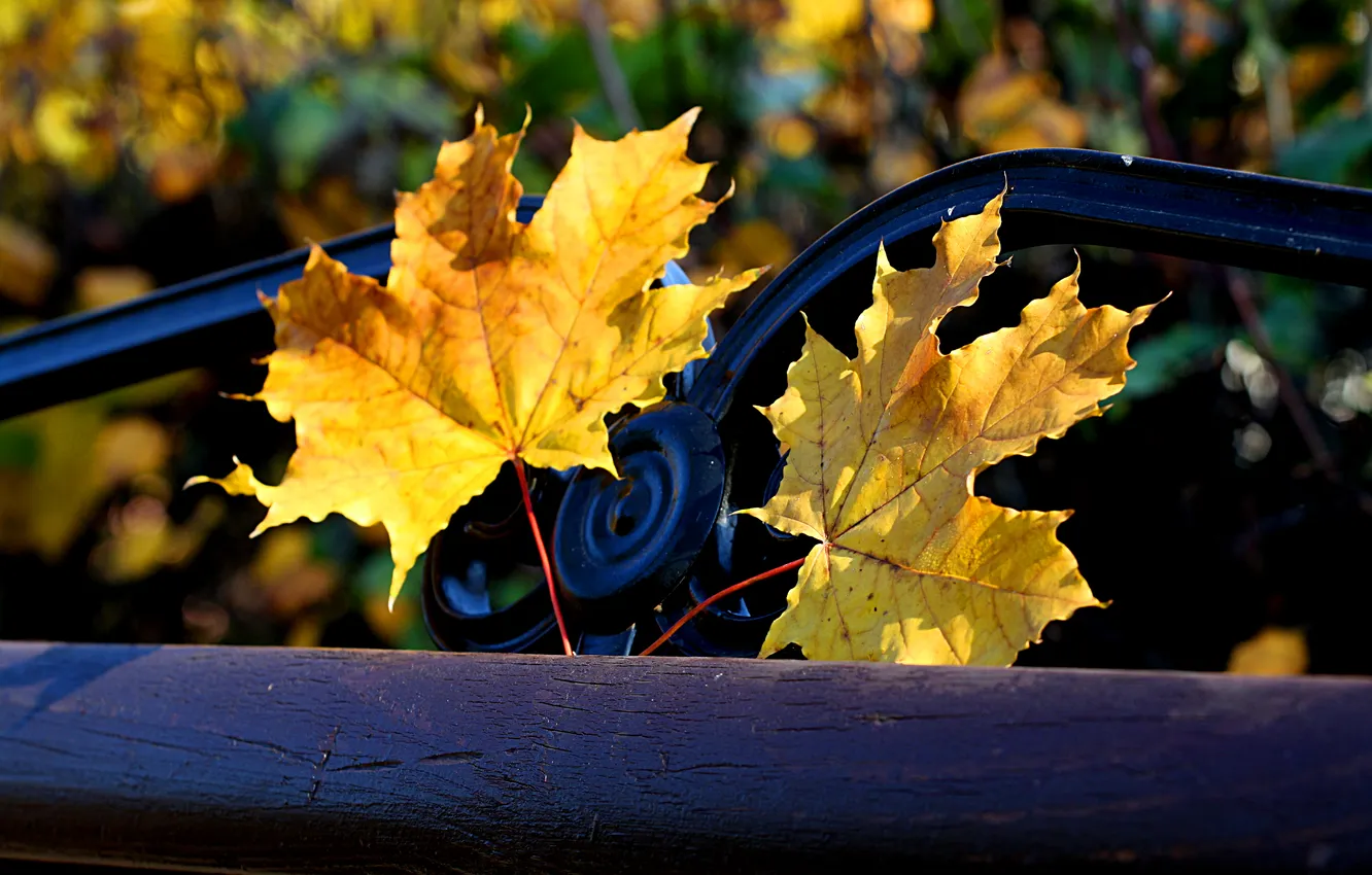 Фото обои осень, листья, парк, лавочка
