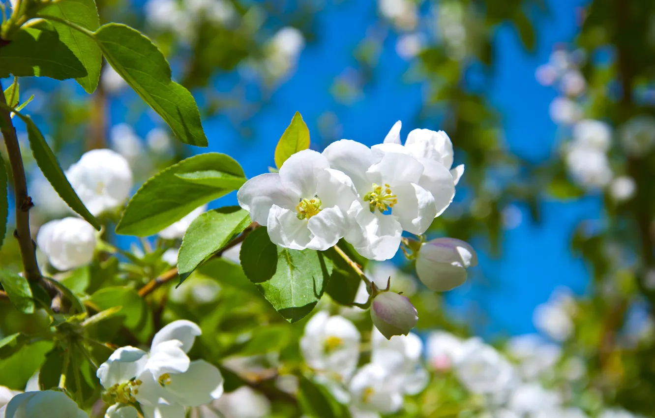 Фото обои цветы, Весна, яблоня