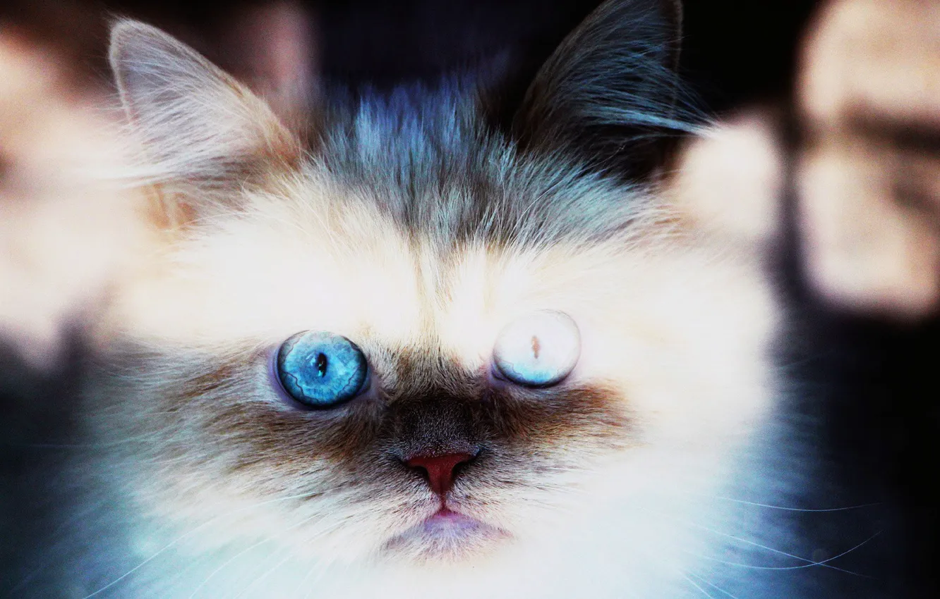 Фото обои kitten, blue, blue eyes, Cat, animal, bright, pet, fur