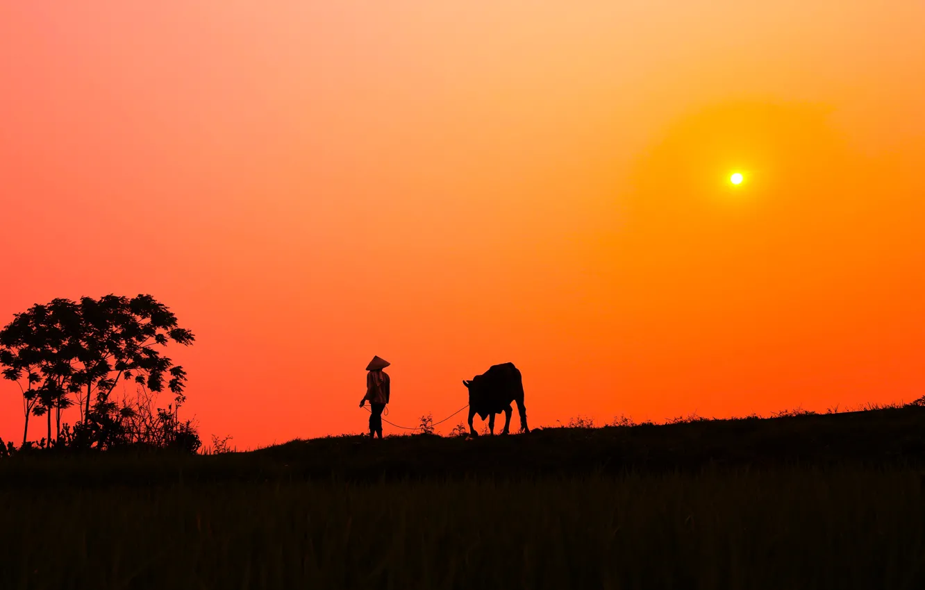 Фото обои закат, куст, корова, деревня, силуэт, мужчина, солнечный, оранжевое небо