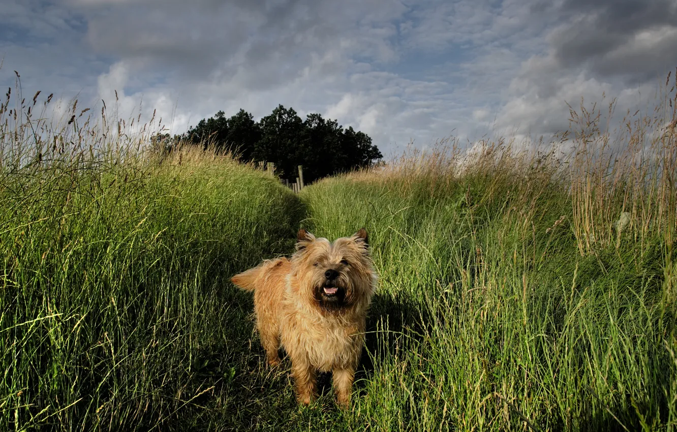 Фото обои summer, grass, landscape, dog, friend