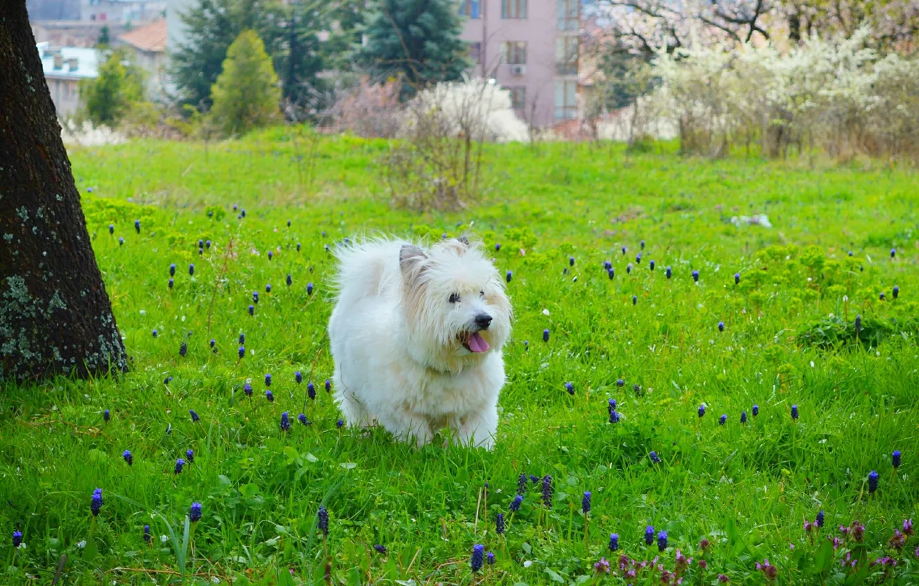 Фото обои Трава, Собачка, Dog, Grass, Вест-хайленд-уайт-терьер