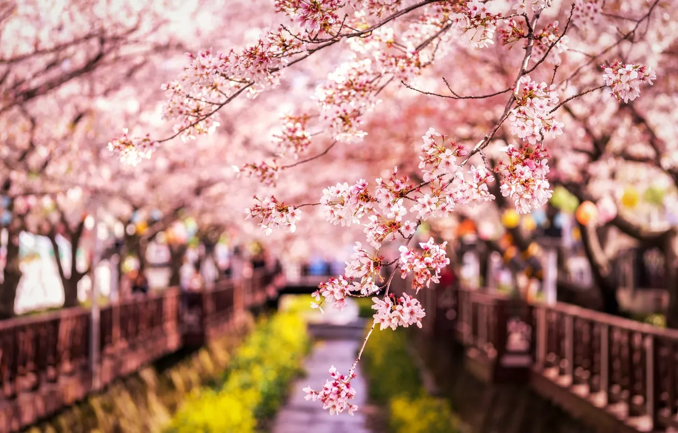 Фото обои ветки, весна, Япония, сакура