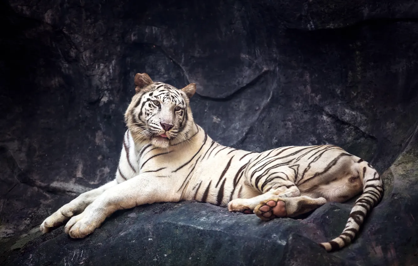 Фото обои тигр, камни, хищник, лежит, белый тигр, отдыхает, боке