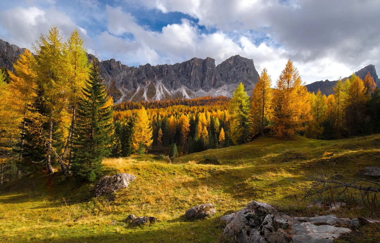 Фото обои осень, лес, деревья, краски осени