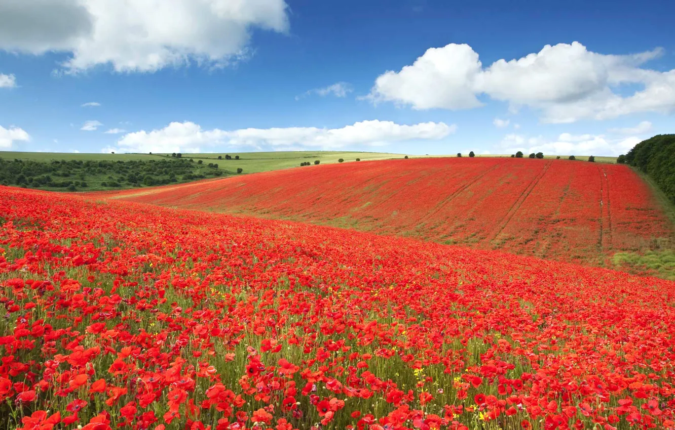 Фото обои поле, цветы, Англия, маки, луг, Брайтон, национальный парк Саут-Даунс