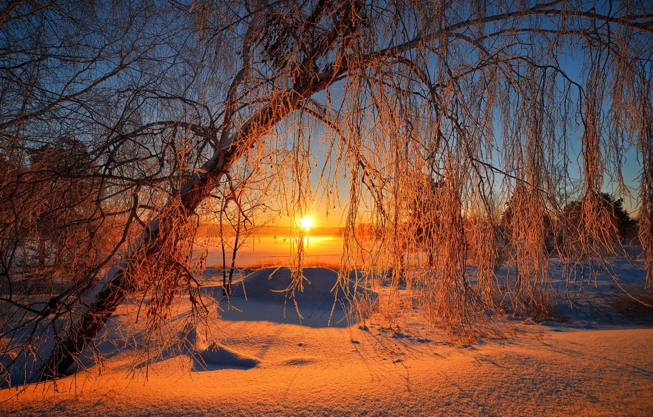 Фото обои зима, небо, солнце, снег, деревья, пейзаж, природа, восход