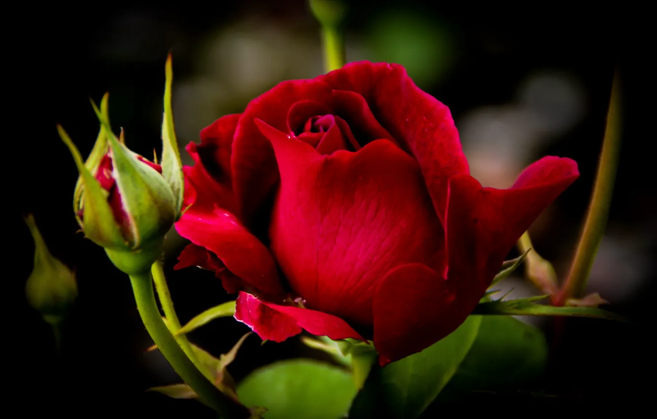 Фото обои роза, красная, бутоны