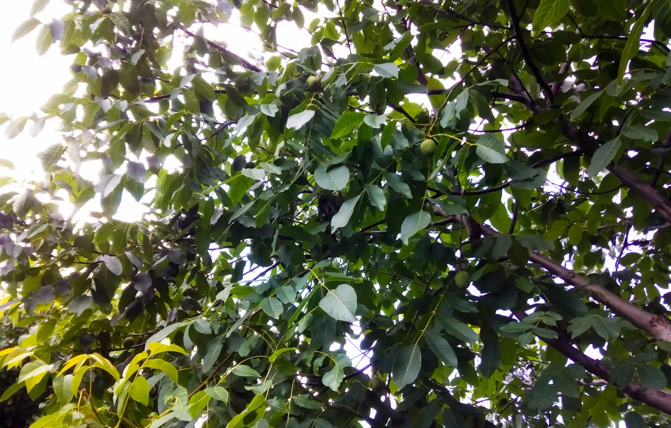 Фото обои garden, august, walnut tree