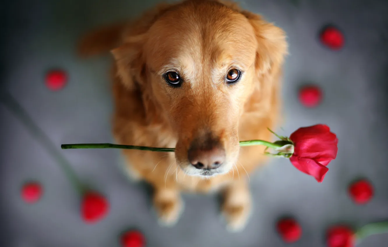 Фото обои цветок, взгляд, животное, роза, собака, пёс, ретривер