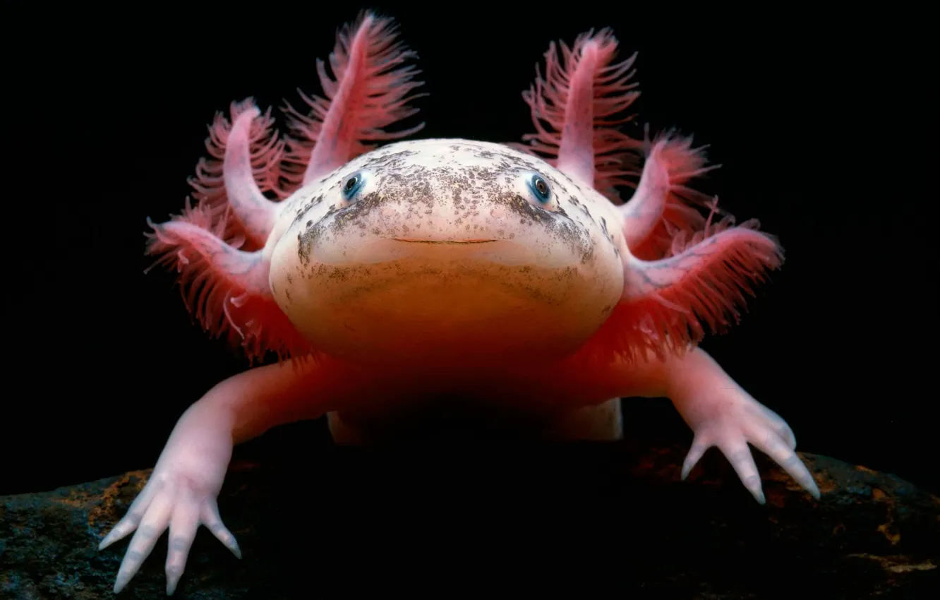 Фото обои мексиканская саламандра, Аксолотль, Axolotl